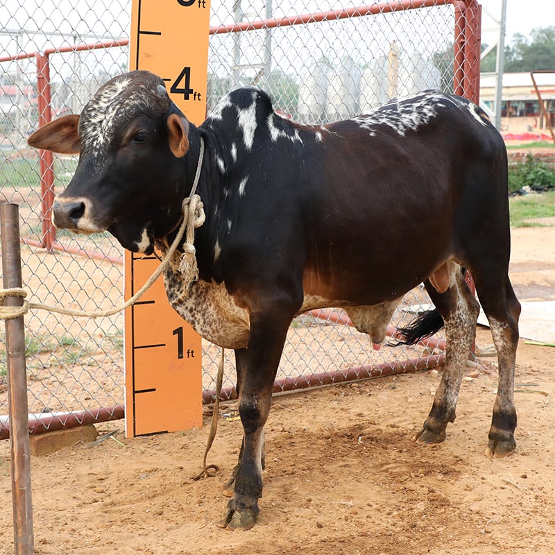 Picture of Cow / ষাঁড় - Black & White mix (215 Kg Approx.)