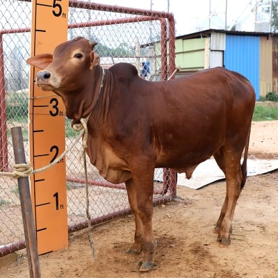 Picture of Cow / ষাঁড় - Dark Red (220 Kg Approx.)