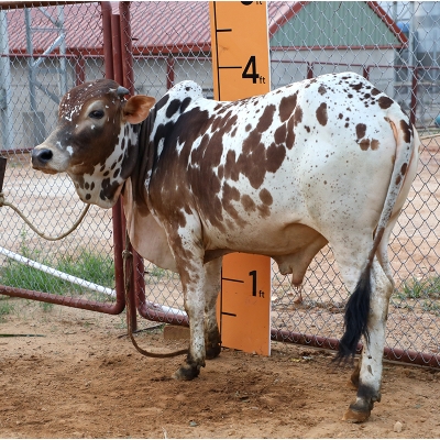 Picture of Cow / ষাঁড় - Red & White Mix (245 Kg Approx.)