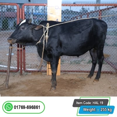 Picture of Cow / ষাঁড় - Black (300 Kg Approx.)