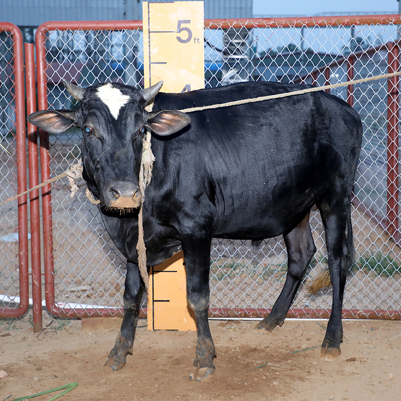 Picture of Cow / ষাঁড় - Black (300 Kg Approx.)