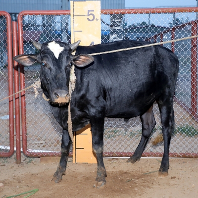 Picture of Cow / ষাঁড় - Black (300 Kg Approx.)