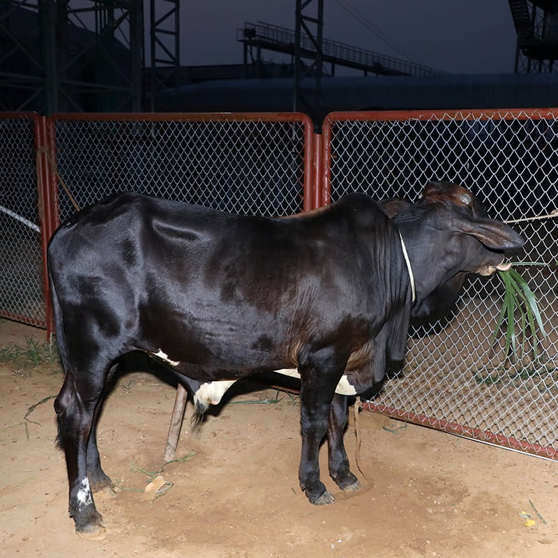 Picture of Cow / ষাঁড় - Black (260 Kg Approx.)