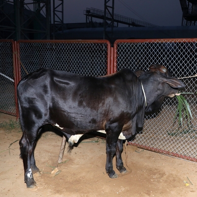 Picture of Cow / ষাঁড় - Black (260 Kg Approx.)