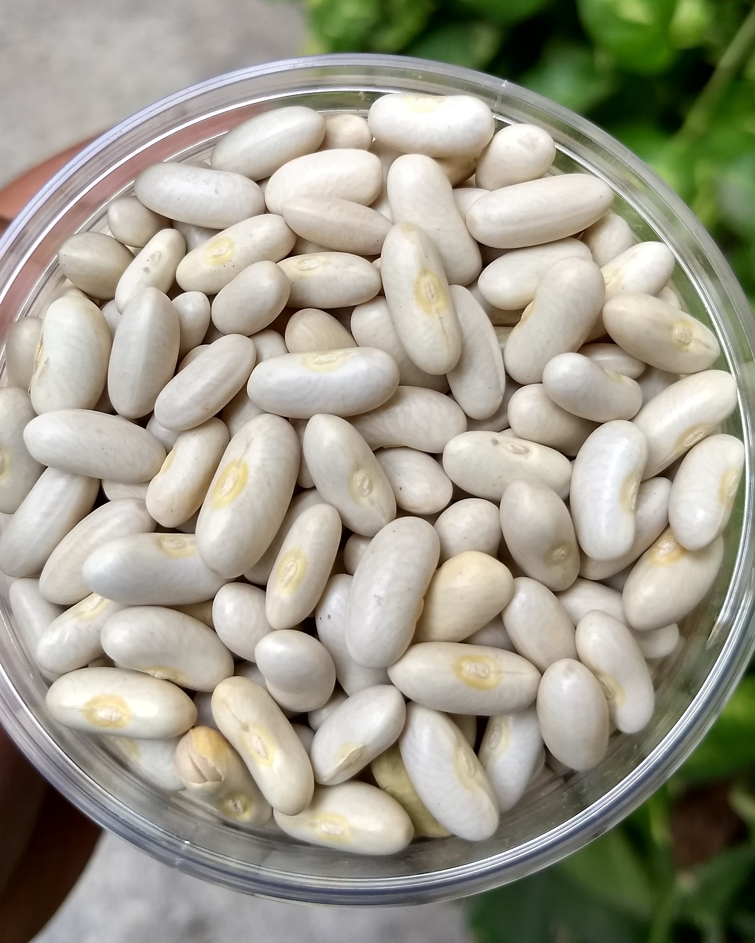 Picture of White Kidney Beans - 1kg