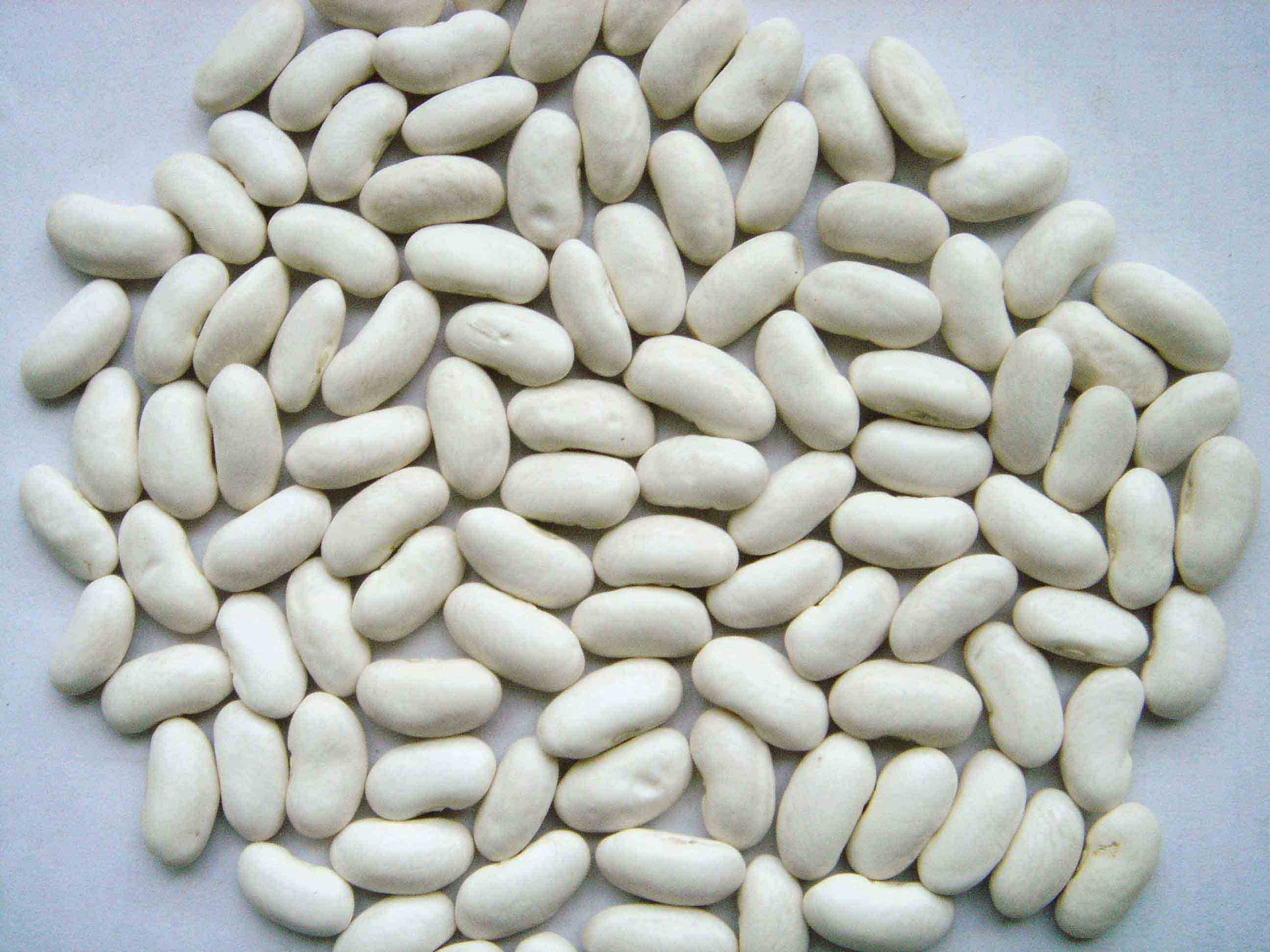 Picture of White Kidney Beans - 500Gm