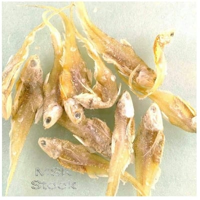 Picture of Shutki- Olua Dry Fish -1kg