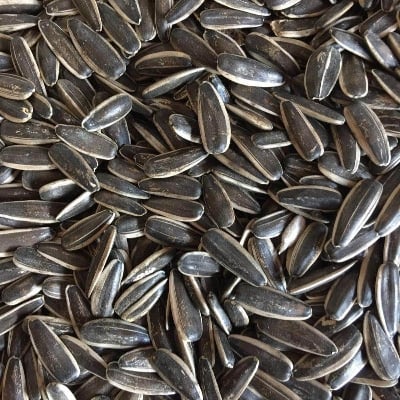 Picture of Natural Organic Sunflower Seeds for Cockatiel/Parrot/Macao/Love Bird Food -1kg