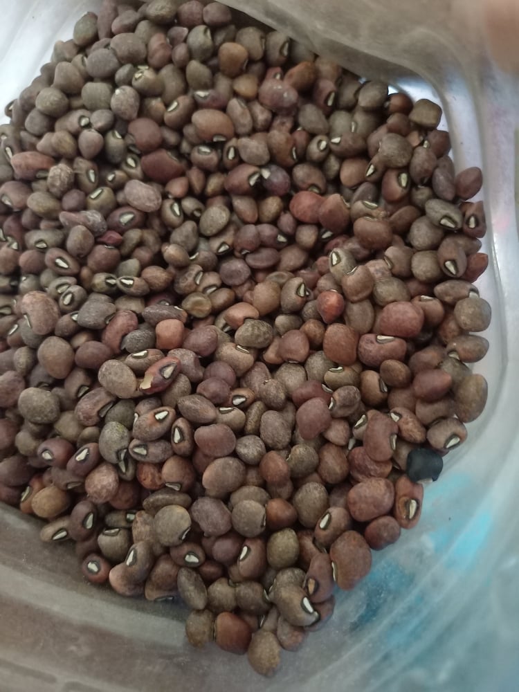 Picture of Whole helan dal /shell helen dal -500 gm