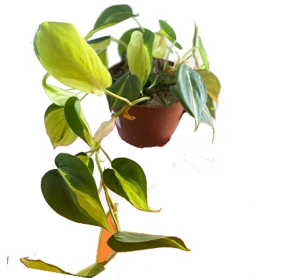 Picture of Money plant / Pothos with potting indoor plant