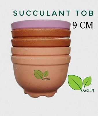 Picture of Succulent tob 9cm 05 pcs