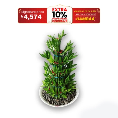 Picture of Dracaena Design