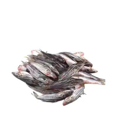 Picture of Tangra Fish 80-100pcs/Kg 