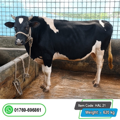 Picture of Cow / ষাঁড় - Bkack & white (620 Kg Approx.)
