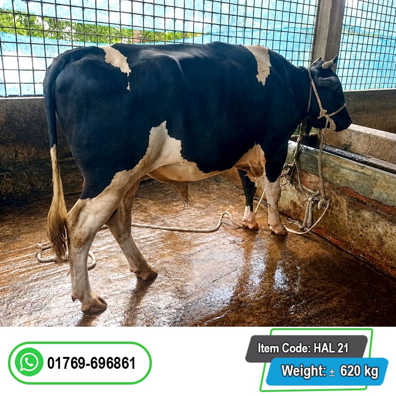 Picture of Cow / ষাঁড় - Bkack & white (620 Kg Approx.)