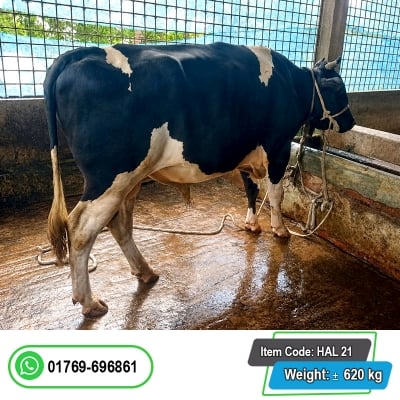 Picture of Cow / ষাঁড় - Bkack & white (620 Kg Approx.)