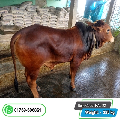 Picture of Cow / ষাঁড় - Red (325 Kg Approx.)
