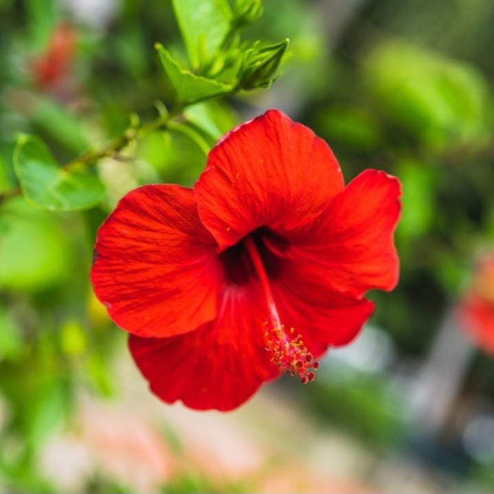 Picture of Hibiscus Powder 50 gm - জবাফুল গুড়া  ৫০ গ্ৰাম 