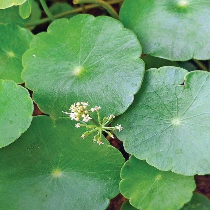 Picture of Brammi Powder 100 gm – ব্রাম্মী পাতা গুড়া ১০০ গ্ৰাম 