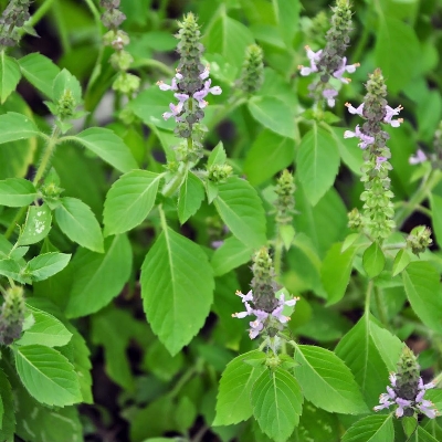 Picture of Basil Powder 50 gm - তুলসী পাতা গুড়া  ৫০ গ্ৰাম 