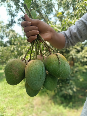 Picture of Premium Chemical-Free Sweet & Juicy Mango Organic Satkhira Himsagar Mango – 20KG Sold By Astha Food