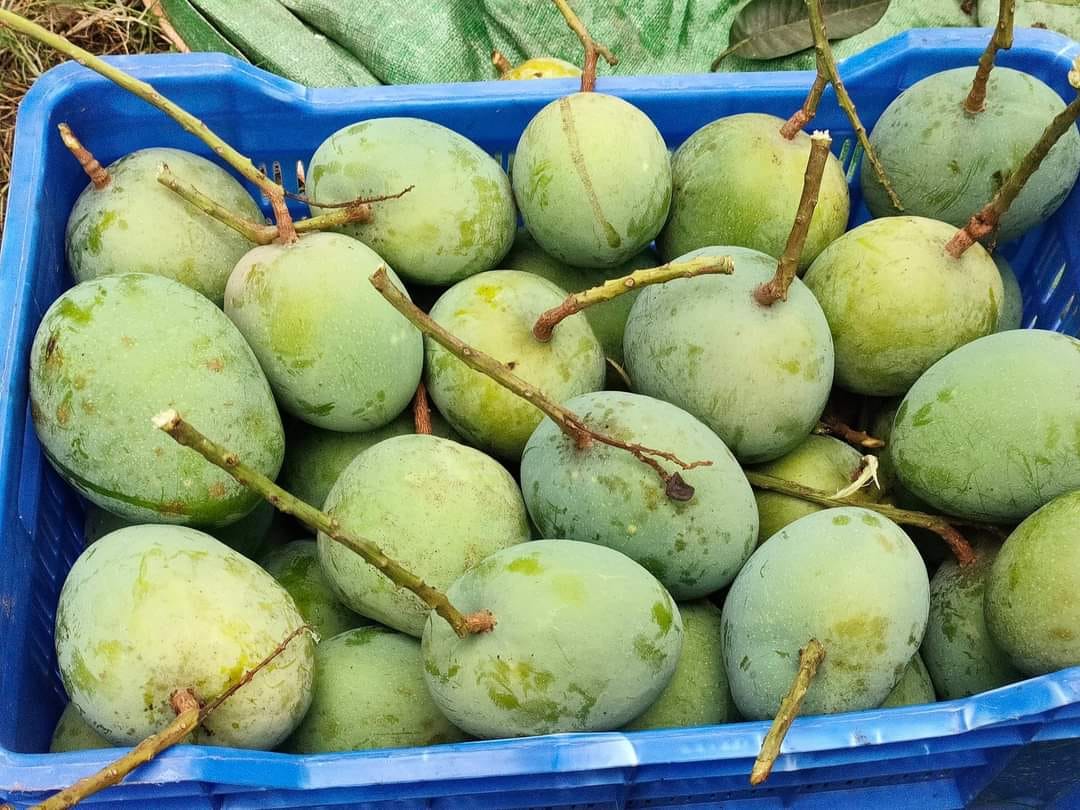 Picture of Premium Chemical-Free Sweet & Juicy Mango Organic Satkhira Himsagar Mango – 20KG Sold By Astha Food
