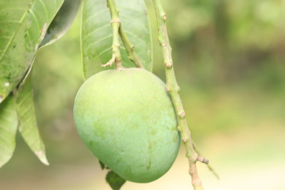 Picture of Premium Chemical-Free Sweet & Juicy Mango Organic Satkhira Himsagar Mango – 10KG Sold By Astha Food