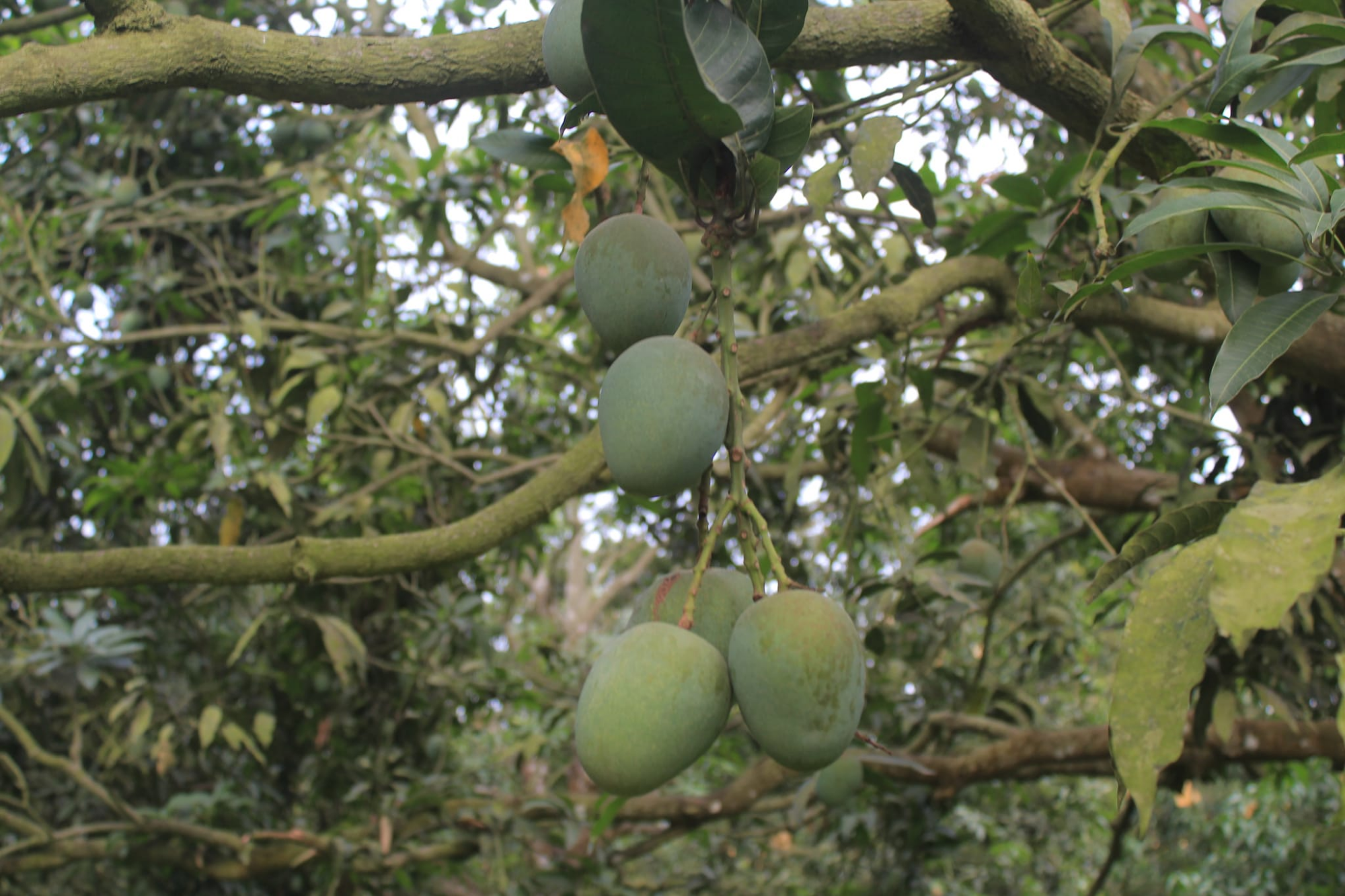 Picture of Premium Chemical-Free Sweet & Juicy Mango Organic Satkhira Himsagar Mango – 10KG Sold By Astha Food