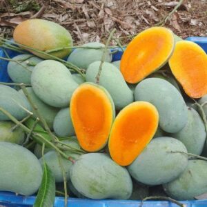 Picture of Premium Chemical-Free Sweet & Juicy Mango Organic Satkhira Himsagar Mango – 10KG Sold By Astha Food