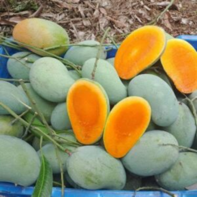 Picture of Premium Chemical-Free Sweet & Juicy Mango Organic Satkhira Himsagar Mango – 10KG Sold By Astha Food
