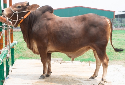 Picture of Shahiwal bull - 404 KG - 24+ Months - Tag 1282 (Brown)