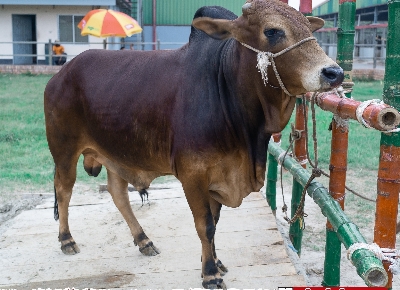 Picture of Shahiwal bull - 361 KG - 30 Months - Tag 1277 (Brown)