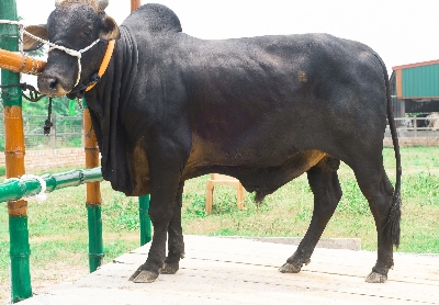 Picture of Local bull - 421 KG - 24+ Months - Tag 1278 (Black)