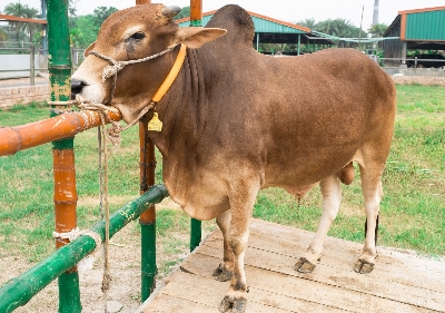 Picture of Local bull - 397 KG - 30 Months - Tag 1309 (Brown)