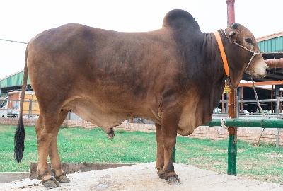 Picture of Shahiwal bull - 402 KG - 24+ Months - Tag 1286 (Brown)