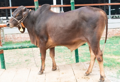 Picture of Local bull - 304 KG - 24 Months - Tag 1302 (Brown)