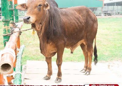 Picture of Shahiwal bull - 396 KG - 24 Months - Tag 1311 (Brown)