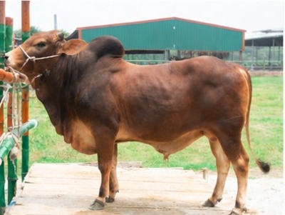 Picture of Pabna bull - 385 KG - 24+ Months - Tag 1285 (Brown)