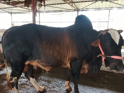 Picture of Cow / ষাঁড় - Black (460 Kg Approx.)