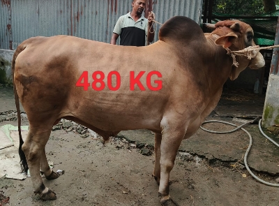 Picture of Cow / ষাঁড় (480 Kg Approx.)