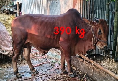 Picture of Cow / ষাঁড় (390 Kg Approx.)
