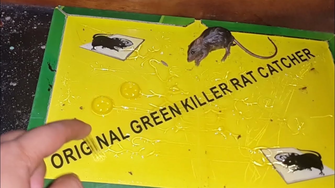 Picture of BIG SIZE 1pc Strong Mouse Sticky Board Rat Glue Snare Trap Mice Catcher Safe (Green)