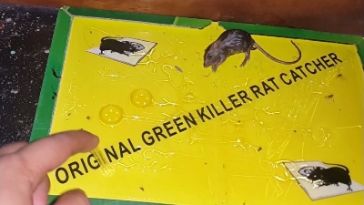 Picture of BIG SIZE 1pc Strong Mouse Sticky Board Rat Glue Snare Trap Mice Catcher Safe (Green)