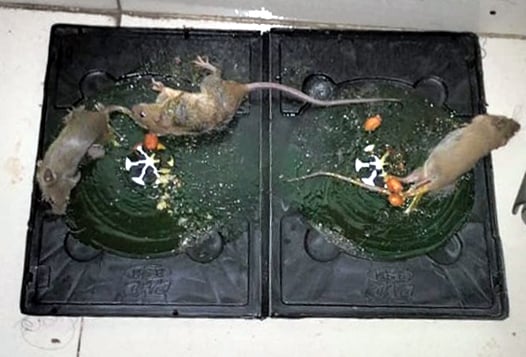 Picture of Rat Killer Trap Strong Glue (Multicolor)