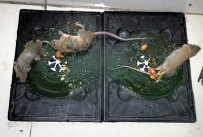 Picture of Rat Killer Trap Strong Glue (Multicolor)