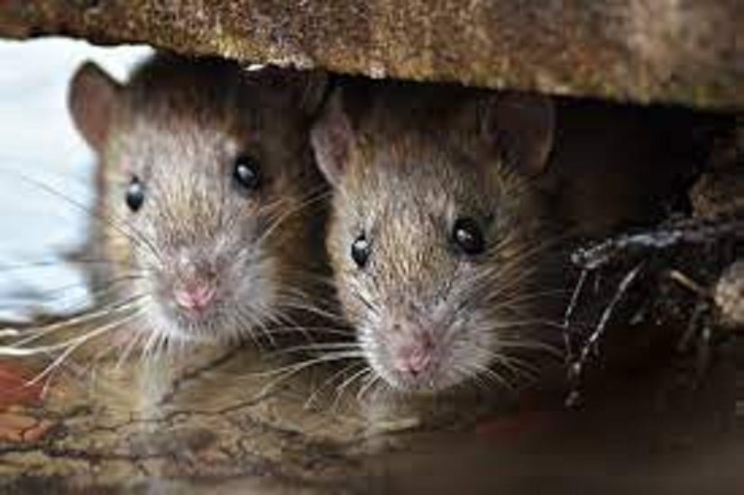 Picture of Rat Killer Trap Strong Glue (Multicolor)
