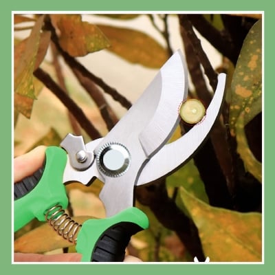 Picture of Best Quality eight Inch bypass Garden Scissors Fruit Tree Pruning Shears Bonsai Pruners Grafting Cutter Garden Tools (Multicolor)
