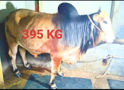 Picture of Cow / ষাঁড় (395 Kg Approx.)