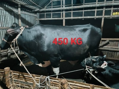 Picture of Cow / ষাঁড় (450 Kg Approx.)