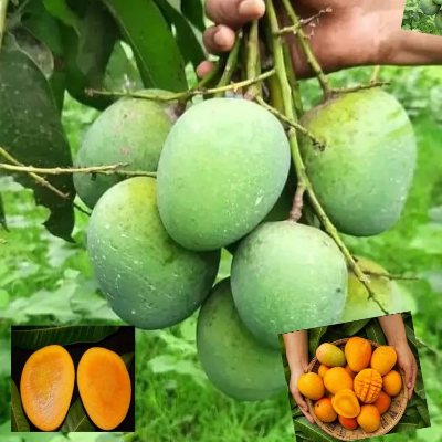 Picture of Himsagar Mango | হিমসাগর-আম -(5 Kg)